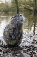 Nutria (Myocastor coypus) in a body of water, Osnabrück, Lower Saxony, Germany