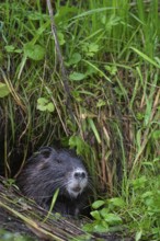 Nutria (Myocastor coypus) in a body of water, Osnabrück, Lower Saxony, Germany