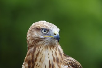 Eagle buzzard (Buteo rufinus), head portrait, Europe, captive
