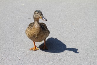 Mallard (Anas platyrhynchos), female with shadow, Bavaria, Germany