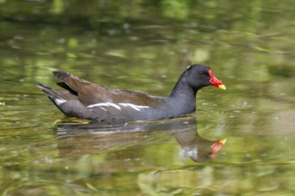 Moorhen (Gallinula chloropus), swimming, Upper Bavaria, Germany