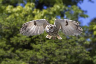 Long-eared owl (Asio otus), flying, frontal, Bavaria, Germany, captive