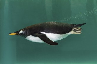 Gentoo penguin dives, (Pygoscelis papua), Antarctica, Zoo, captive