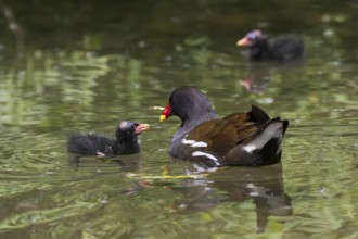 Moorhen (Gallinula chloropus), feeding young, Bavaria, Germany