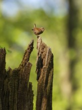 Wren (Trogoldytes troglodytes), singing in the forest, Upper Bavaria, Germany