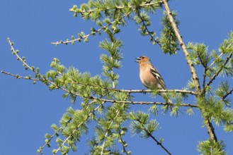 Chaffinch (Fringilla coelebs), male singing in larch, Upper Bavaria, Germany