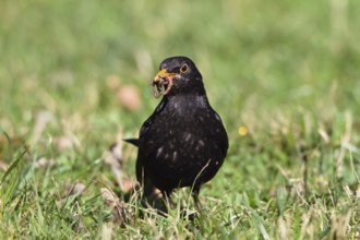 Male blackbird foraging with earthworm in spring (Turdus merula), Upper Bavaria, Germany