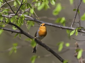 European robin (Erithacus rubecula), male singing in spring, Upper Bavaria, Germany