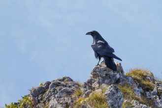 Raven (Corvus corax), in the mountains, Alps, Upper Bavaria, Germany