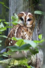 Tawny Owl (Strix aluco), Bavarian Forest National Park, Bavaria, Germany, captive