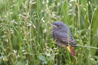 Black redstart (Phoenicurus ochruros) fledgling, Switzerland