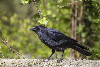 Raven crow (Corvus corone corone), carrion crow, Bavaria, Germany