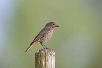 Black redstart (Phoenicurus ochruros) female sitting on a fence post, Upper Bavaria, Germany
