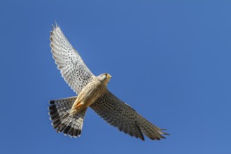 Kestrel (Falco tinnunculus), male in flight, Upper Bavaria, Germany