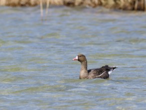 White-fronted goose (Anser albifrons), swimming on a lake, Upper Bavaria, Germany, Europe Europe