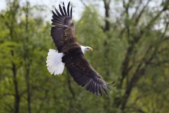Bald eagle in flight, (Haliaeetus leucocephalus), North America, captive