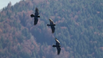 Raven (Corvus corax), flying in the mountains in front of mountain forest, Alps, Upper Bavaria,