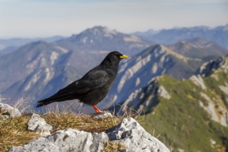 Alpine chough (Pyrrhocorax graculus), in front of an Alpine panorama, Alps, Upper Bavaria, Germany