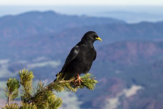Alpine Chough at Herzogstand, (Pyrrhocorax graculus), sitting on mountain pine, Alps, Upper