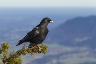 Alpine Chough (Pyrrhocorax graculus), sitting on mountain pine, Alps, Upper Bavaria, Germany /