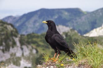 Alpine chough (Pyrrhocorax graculus), Alps, Upper Bavaria, Germany