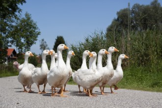 Domestic geese (Anser anser domesticus) walking in single file, Upper Bavaria, Germany