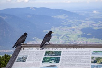 Young Alpine choughs (Pyrrhocorax graculus) on the Untersberg, Alps, Upper Bavaria, Germany