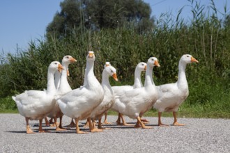 Domestic geese (Anser anser domesticus) walking in single file, Upper Bavaria, Germany