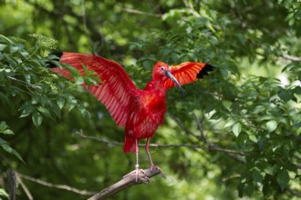 Scarlet Ibis (Eudocimus ruber), with spread wings, South America, Zoo, captive / Scarlet Ibis