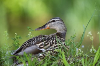 Mallard (Anas platyrhynchos), female sitting in the grass and looking around, Upper Bavaria,