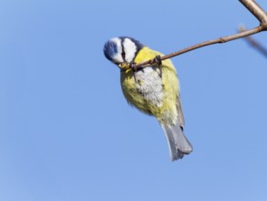 Blue tit (Cyanistes caeruleus), male in search of food, Bavaria, Germany