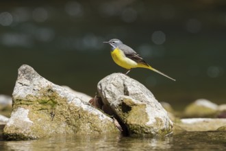 Grey wagtail (Motacilla cinerea), male sitting on a stone in a mountain stream, Upper Bavaria,