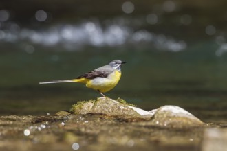 Grey wagtail (Motacilla cinerea), male sitting on a stone in a mountain stream, Upper Bavaria,