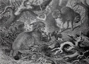 Lynx and wildcat fight over the hunting prey, Two cats fight in a forest surrounded by thick