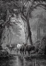Cows at the watering pit, herd of cows is driven through the forest and stops at a river, 1880,