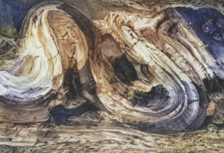 Geology, fold in diluvium, compression effect of diluvial ice, on the North Sea - Baltic Sea -