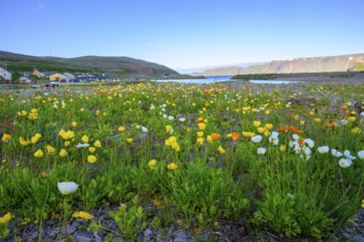 Vibrant flower field with yellow and white arctic poppies (Papaver radicatum) under a clear sky and
