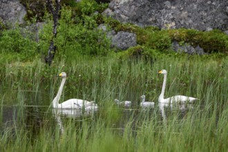 Swan family Whooper swan (Cygnus cygnus) in a quiet pond surrounded by tall grasses and natural