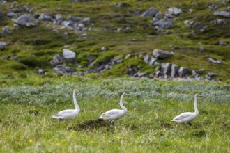 Three whooper swans (Cygnus cygnus) walking through low green vegetation surrounded by tall grasses