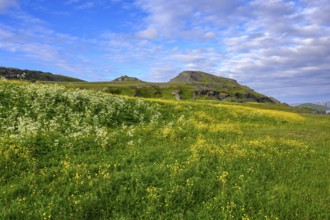Blooming meadow with yellow and white flowers under blue sky, Veidnes, Kongsfjord, Finnmark, Norway
