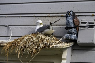 Kittiwake (Rissa tridactyla) at a nest on a building next to an artificial owl for bird defence