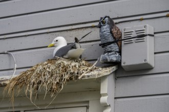 Black-legged kittiwake (Rissa tridactyla) at a nest on a building next to an artificial owl,