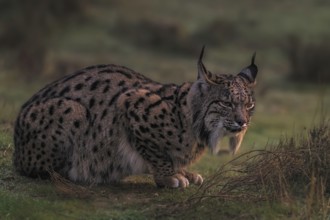 Common Lynx, Iberian Lynx, Lynx pardinus, Castilla La Mancha, Spain