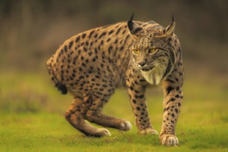Common Lynx, Iberian Lynx, Lynx pardinus, Castilla La Mancha, Spain