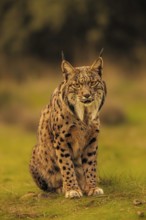 Common Lynx, Iberian Lynx, Lynx pardinus, Castilla La Mancha, Spain