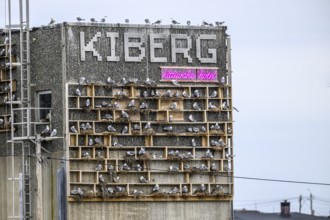 The gull hotel Kittiwake Hotel an artificial nesting site for kittiwakes (Rissa tridactyla) with