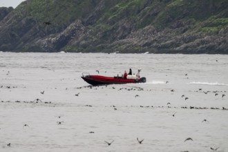 A motorized boat, motorboat fixed. Inflatable hull boat sails along the rocky coast of the bird