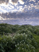 Lush vegetation on Hornoya bird island under a cloudy sky, a group of shags (Phalacrocorax