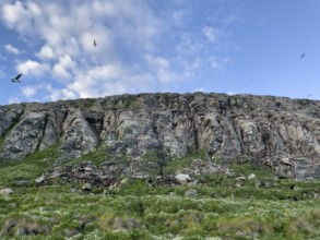Steep bird rocks with green vegetation, clouds in blue sky, birds flying, Vardø, Finnmark, Norway