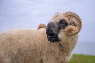 Close-up of a black-nosed sheep with distinctive horns on the dike of the island of Texel, North